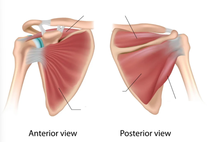 <p>rotator cuff muscles</p>