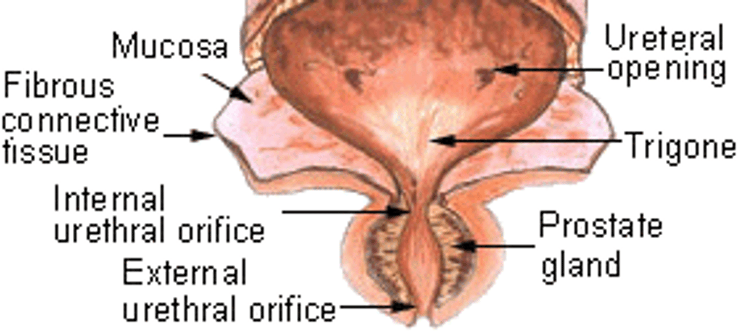 <p>Trigone (region of the bladder)</p>