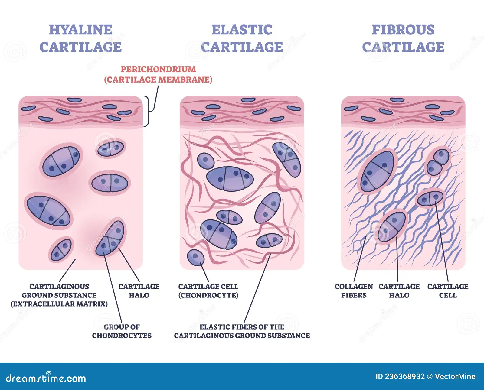 <ul><li><p>Strong and flexible support material (found in nose, ears and rib cage)</p></li><li><p>Has an abundance of collagenous fibers embedded in a rubbery matrix made of a substance called chondroitin sulfate</p></li><li><p>Chondroitin sulfate is a protein-carbohydrate complex</p></li><li><p>Chondrocytes secrete collagen and chondroitin sulfate </p></li><li><p>Composite of collagenous fibers and chondroitin sulfate makes cartilage a strong yet somewhat flexible support material </p></li></ul><p></p>