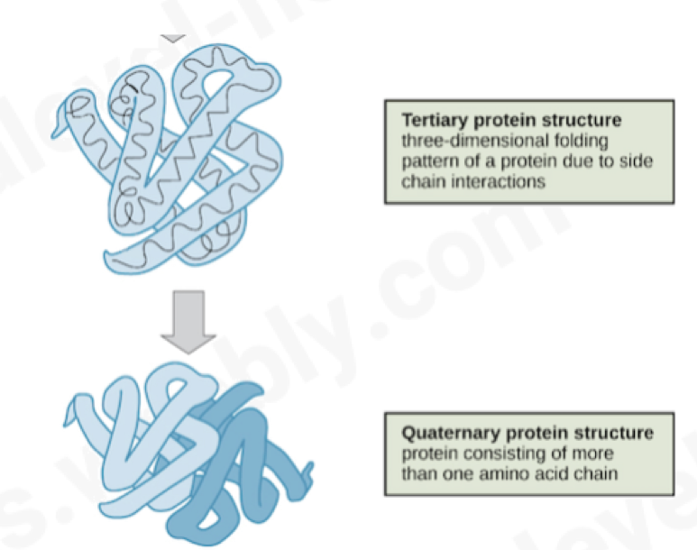 <p>protein consisting of <strong>more than one</strong> amino acid chain</p>