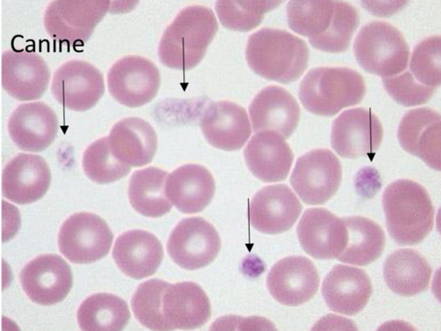 <p>What are characteristics of platelets in mammals?</p>