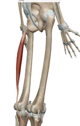 <p>Semi Tendineux</p>