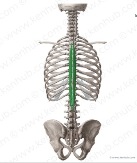 <p><em>table 3, most medial of erector spinal superior to spine</em></p>