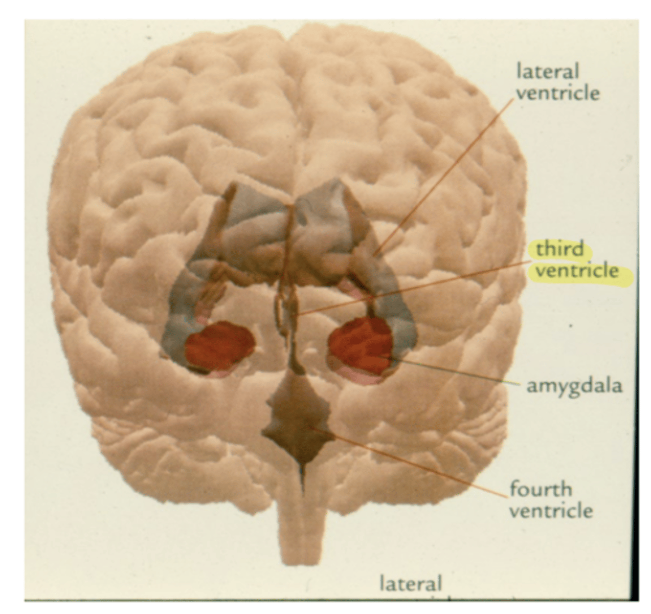 <p>cerebral aqueduct</p>