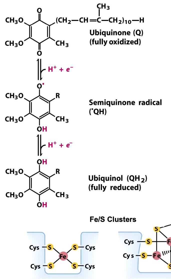 <ul><li><p>quinone ⇆ ubiquinol</p><ul><li><p>quinone accepts 2 e<sup>-</sup>, 2 H<sup>+</sup> to give ubiquinol</p></li><li><p>ubiquinol: freely diffuses in membrane, carrying e<sup>-</sup> with H<sup>+</sup> across membrane</p></li></ul></li><li><p>Heme</p><ul><li><p>can be either ferric (Fe<sup>3+</sup>, oxidized) or ferrous (Fe<sup>2+</sup>, reduced)</p></li></ul></li><li><p>Fe/S clusters</p><ul><li><p>transfer 1 e<sup>-</sup> at a time</p></li></ul></li></ul><p></p>