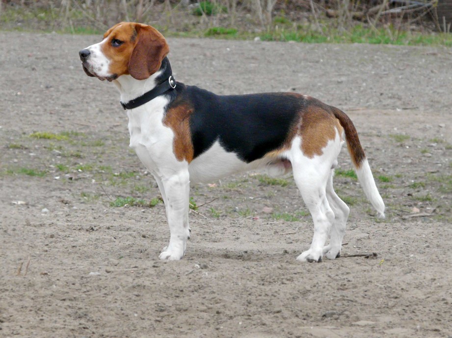 <p>Beagle</p>