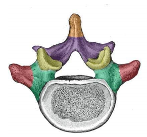 <p>what feature of the vertebrae is in orange</p>