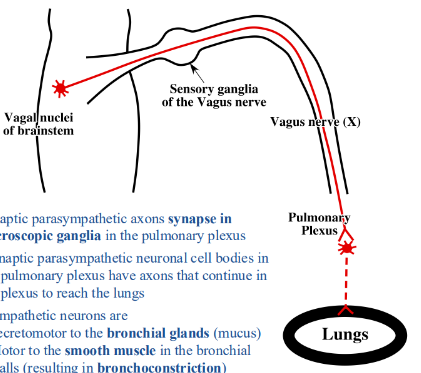 <p>-in microscopic ganglia in pulmonary plexus</p><p>-continue in the plexus to reach the lungs</p>