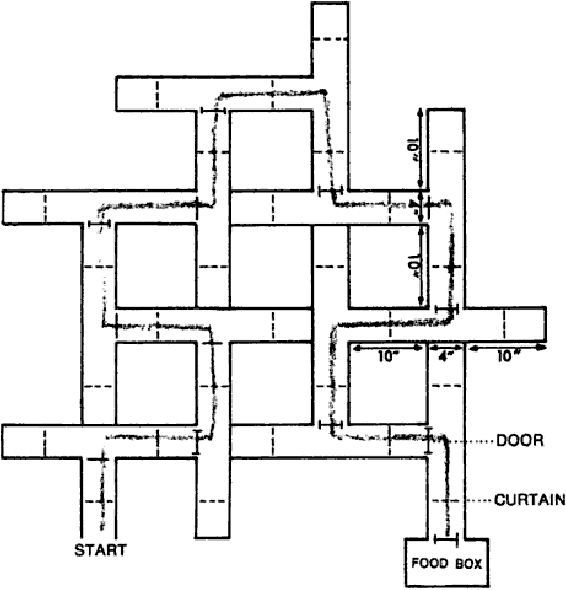 <p>Tolman and Honzik (1930)—latent learning</p>