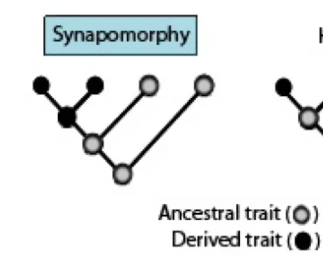 Synapomorphies, homologous characters unique to a group of organisms