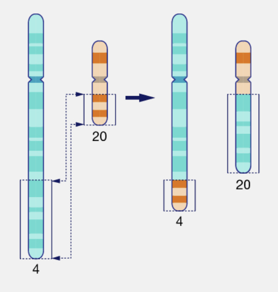 <p><span>the process where a piece of a chromosome breaks off and attaches to a different chromosome</span></p>