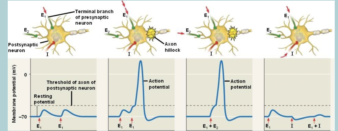 <p>PSP (post synaptic potential) spreads though DENDRITES / CELL BODY </p><ul><li><p>Loses INTENSITY as it spreads&nbsp; </p></li></ul><p></p>