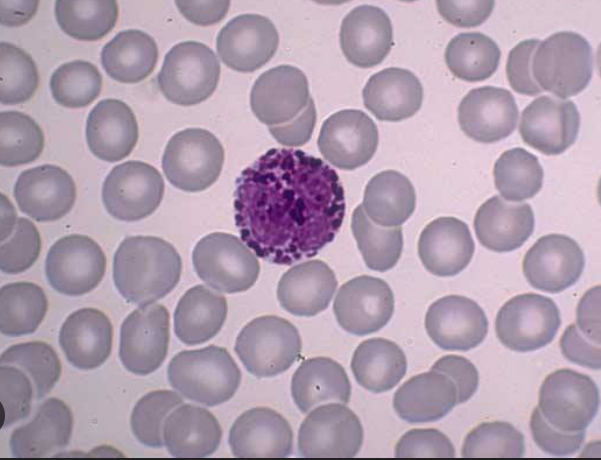 <p>Identify the leukocyte</p>