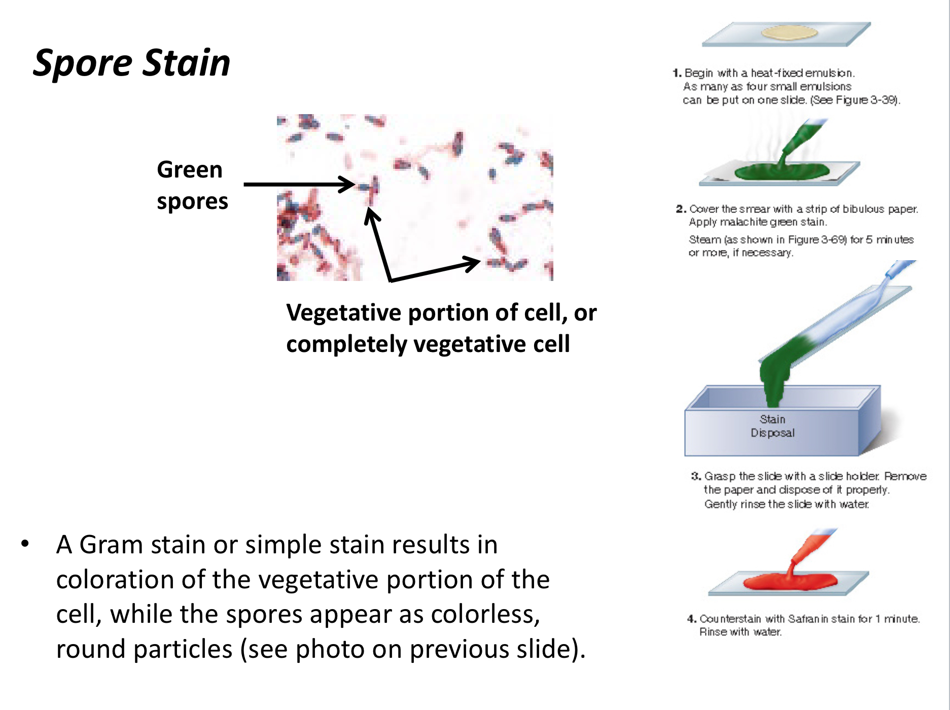 <p>Reveals whether a cell is in a vegetative state or the endospore stage.</p>