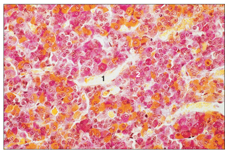 <p>name of histologic slide:</p><p>Specie:</p><p>Parts</p><p>1.__ 2. __</p><p>Stain Used:</p>