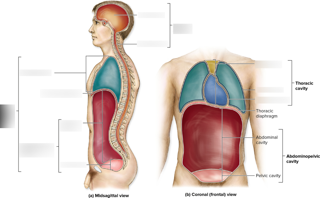 <p>Mediastinum </p>