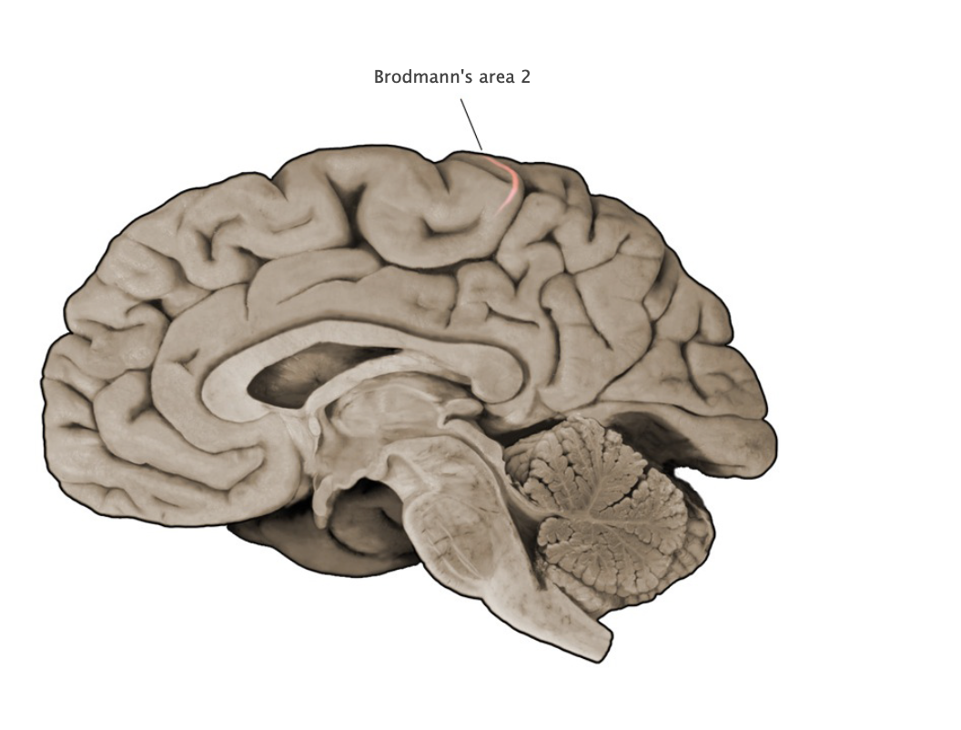 <p>Brodmann's Area 2</p>