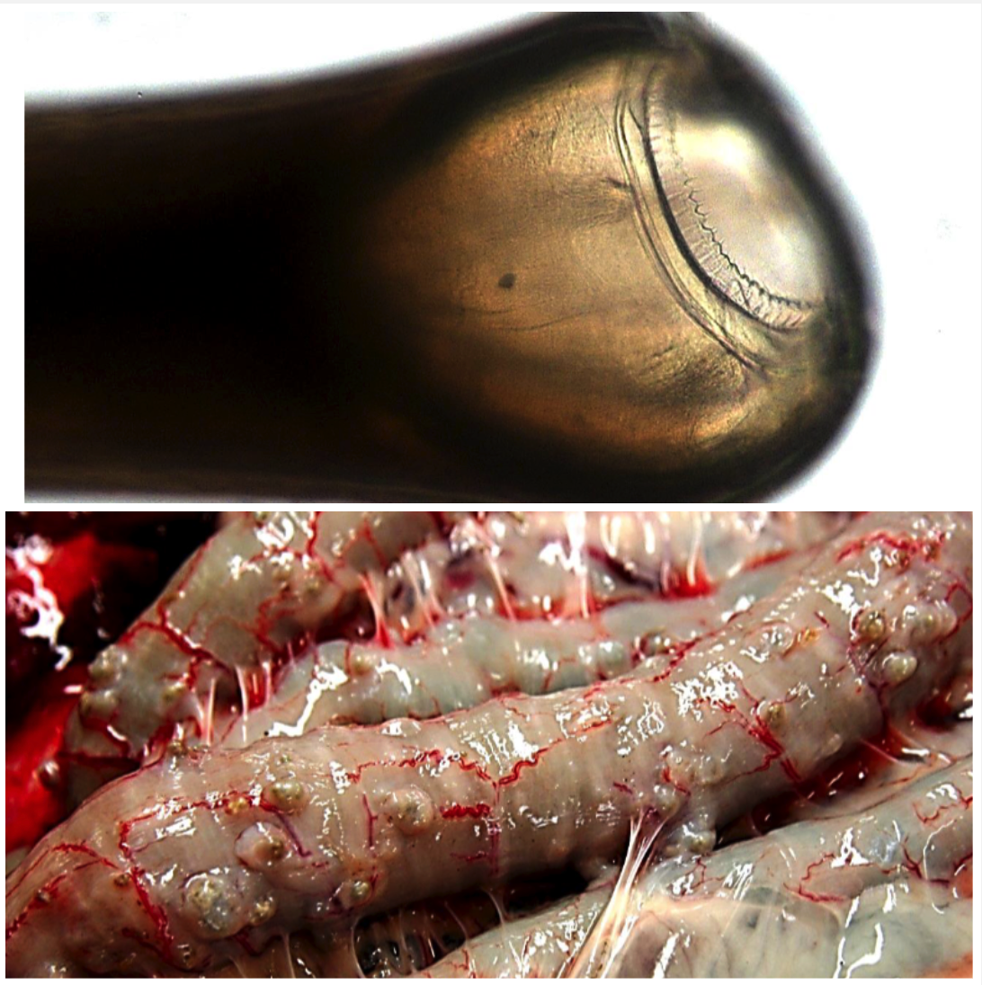 <p>LARGE INTESTINE You see 0.5-1cm nodules in the small and large intestine.</p><ul><li><p>Ingestion of L3 with pasture</p></li><li><p>Large buccal capsule</p></li><li><p>Two small corona radiata with no teeth</p></li><li><p>Thin shell egg with many cells</p></li></ul>