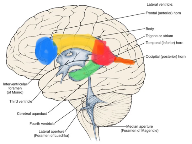 <p>largest, seen in both hemispheres</p><p>frontal/anterior horn: deep within frontal lobe</p><p>body: interventricular foramen to trigone/atrium</p><p>atrium: triangular region posterior to body</p><p>occipital/posterior horn: deep within occipital lobe, protruding from atrium</p><p>temporal/inferior horn: inferior part deep within temporal lobe</p>