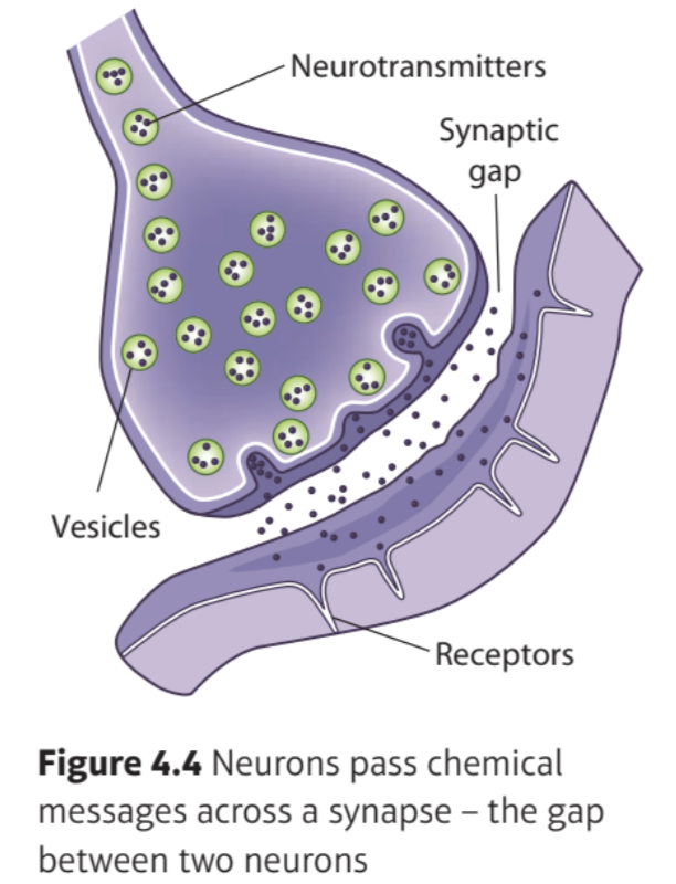 <ol><li><p>Messages are passed throughout the nervous system, from one neuron to the next, by synaptic transmission</p></li><li><p>An electrical impulse is triggered inside the cell body of a neuron</p></li><li><p>The neuron then passes a small impulse along the axon towards the end of the nerve fibre</p></li><li><p>When the nerve impulse reaches the terminal button, the vesicles release the neurotransmitter molecules into the synapse</p></li><li><p>These molecules are ‘grabbed’ by the receptors on the next neuron to pass the message impulse on</p></li></ol>