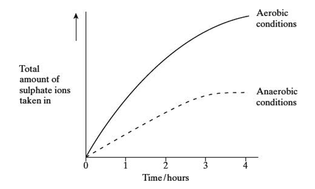 <p><span style="font-family: Arial, sans-serif; line-height: 107%;"><span>An investigation was carried out to compare the uptake of sulphate ions by barley roots in aerobic and in anaerobic conditions. The results are shown in the graph.</span></span></p><p><span style="font-family: Arial, sans-serif; line-height: 107%;"><span>Suggest why the uptake of sulphate ions by the roots in anaerobic conditions stopped after 3 hours (1) </span></span></p>