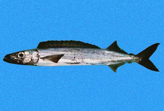 <p>The second dorsal and anal fins have a similar shape and are followed by 2 finlets</p><p>silvery gray to coppery brown color</p><p>Fins blackish in large specimens, but can be yellow with black tips</p><p>First dorsal with 17-19 spines</p><p>Single alteral line arched anteriorly</p>
