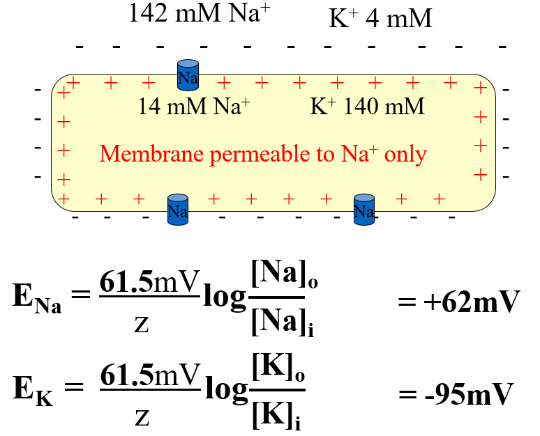 **Na+**: assume only Na+ can cross membrane

* E(Na) will approach **+62 mV** inside cell

\
**K+**: assume only K+ can cross membrane

* E(K) will approach **-95 mV** inside cell

\
**overall membrane potential**: both K+ and Na+ cross

* membrane potential is about **-70 mV** inside cell
* mostly due to K+ (cell more permeable to K+)