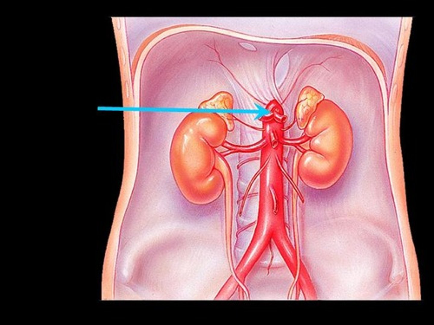 <p>part of the abdominal aorta where arteries branch off to take blood to the foregut</p>