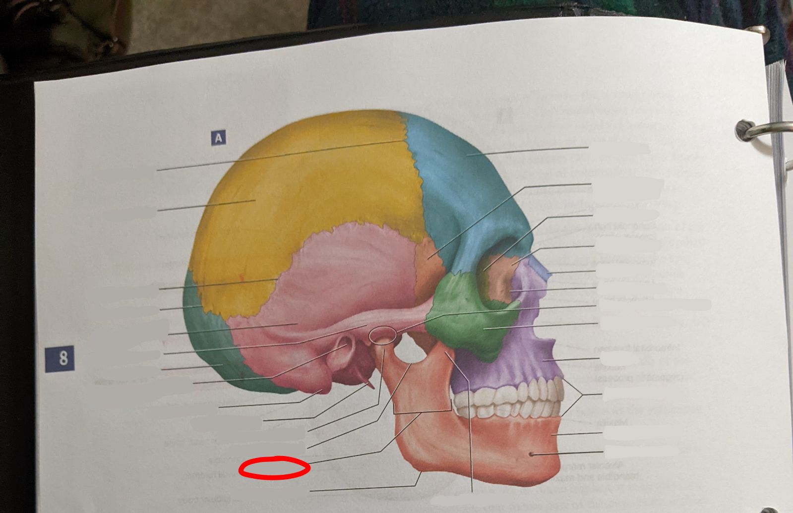 knowt flashcard image