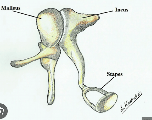 <ul><li><p>the three smallest bones in the human body located in the <strong>middle ear </strong></p></li></ul><p></p><p>1) Malleus  (mallet/hammer) </p><p></p><p>2) Incus (boomerang) </p><p></p><p>3) Stapes (like staple - a hole) </p><p></p>