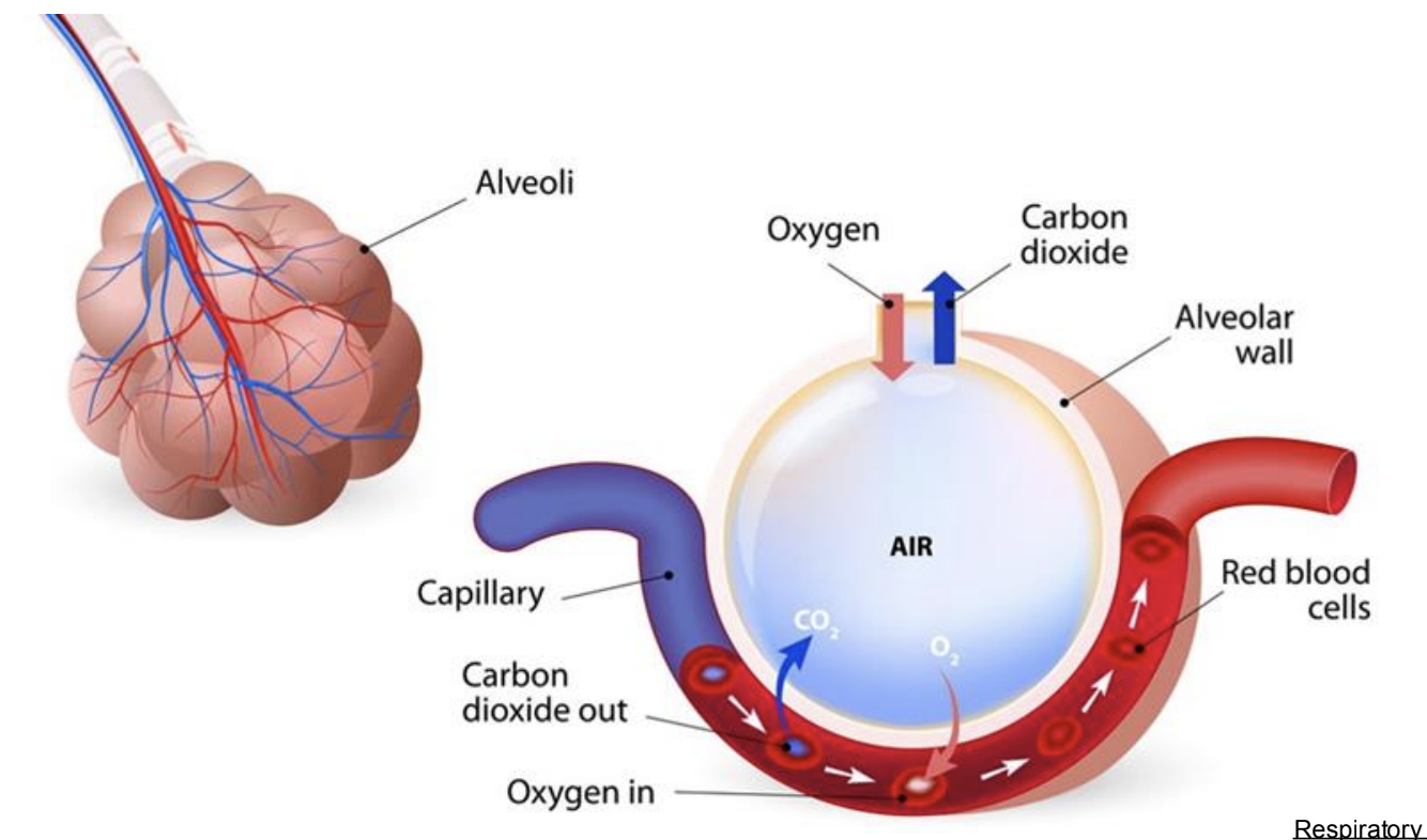 <p>The rat circulatory system consists of a closed system featuring a <strong>four-chambered </strong>heart, arteries, veins, and capillaries that transport blood throughout the body. </p>