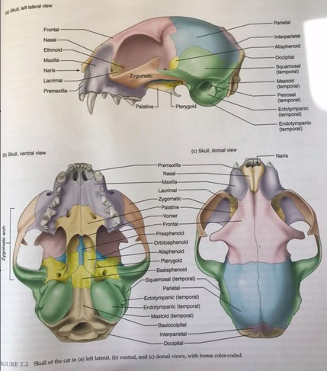 <p>Yellow section (wing shaped)</p>