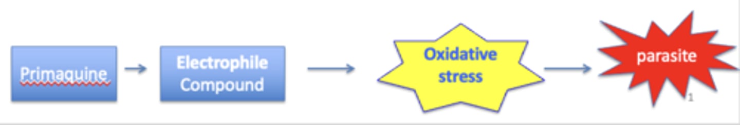 <p>Gametocidal against latent hepatic forms</p><p>- weak activity against blood schizonts</p><p>- chemoprophylaxis</p><p>- prevents relapse</p><p>- radical cure of acute vivax and ovale</p>