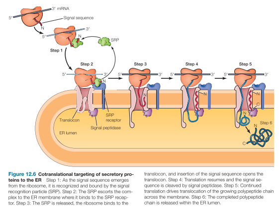 <ul><li><p>Signal recognition particle and translocon</p><ul><li><p>“As they emerge from the ribosome, signal sequences are recognized and bound by the signal recognition particle (SRP) consisting of six polypeptides and a small cytoplasmic RNA (SRP RNA). The SRP binds the ribosome as well as the signal sequence, inhibiting further translation and targeting the entire complex (the SRP, ribosome, mRNA, and growing polypeptide chain) to the rough ER by binding to the SRP receptor on the ER membrane (Figure 12.6). Binding to the receptor triggers the hydrolysis of GTP bound to the SRP, releasing the SRP from both the ribosome and the signal sequence of the growing polypeptide chain. The ribosome then binds to a protein translocation complex or translocon in the ER membrane, and the signal sequence is inserted into a membrane channel”</p></li></ul></li><li><p>Chaperones (BiP), protein modification (S-S, lipid anchors)</p><ul><li><p>“[…] chaperones that facilitate the folding of</p><p>polypeptide chains (see Chapter 10). The Hsp70 chaperone, BiP, is thought to</p><p>bind to the unfolded polypeptide chain as it crosses the membrane and then</p><p>mediate protein folding within the ER (Figure 12.14). Correctly assembled</p><p>proteins are released from BiP (and other chaperones) and are available for</p><p>transport to the Golgi apparatus”</p></li></ul></li><li><p>Quality Control (ERAD, UPR)</p><ul><li><p>ERAD - ER Associated Degradation ~ misfolded proteins are identified, returned from the ER to the cytosol, and degraded by the ubiquitin-proteasome system. </p></li><li><p>UPR - Unfolded protein response ~ activated if an excess of unfolded proteins accumulates in the ER</p><ul><li><p>Activation of the UPR pathway leads to expansion of the ER and production of additional chaperones to meet the need for increased protein folding as well as a reduction in the amount of newly synthesized proteins entering the ER </p></li></ul></li></ul></li></ul><p></p>