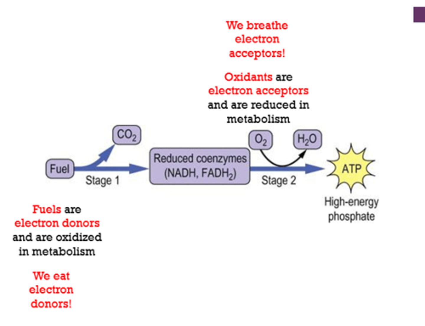 <p>acceptors</p><p>donors</p>