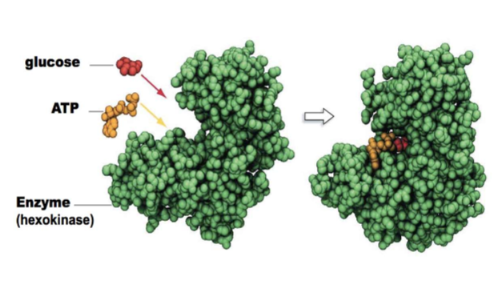 increased or decreased binding affinity of an enzyme from a DIFFERENT MOLECULE

Ex. After glucose binds to hexokinase, there is a 50 fold increase in the affinity of the enzyme for ATP