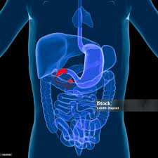 <p>duodenum </p>