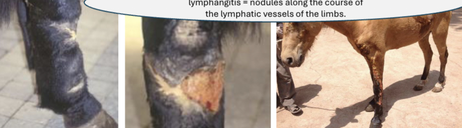 <p>Nodules along lymphatics on limbs, discharge pus, lymphocutaneous lesions</p>