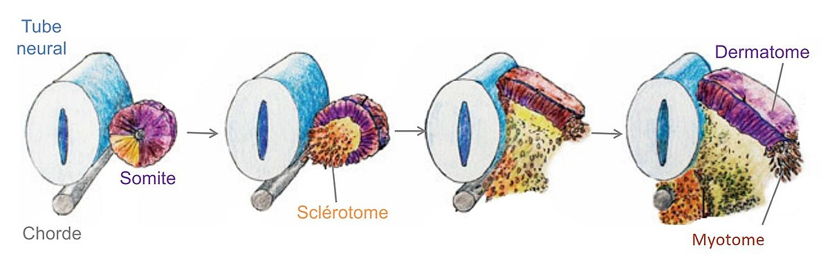 <ul><li><p><strong><u>Myotomes</u></strong> : head muscles</p></li><li><p><strong><u>Dermatomes</u></strong> : CT of the skin</p></li><li><p><strong><u>Sclerotomes</u></strong> : bones &amp; cartilages of the head</p></li></ul><p></p>