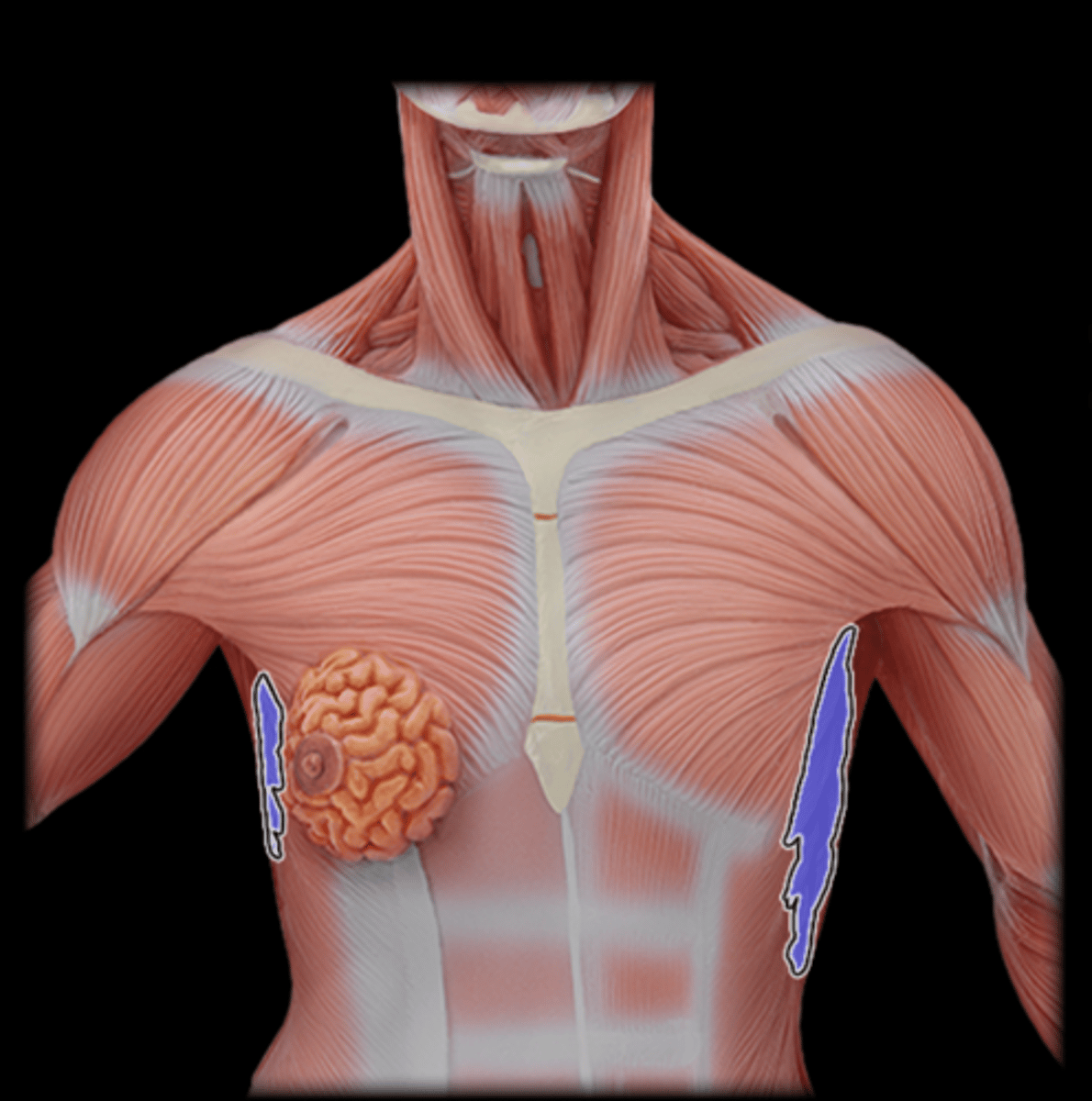 <p>What Muscle Is Highlighted?</p>