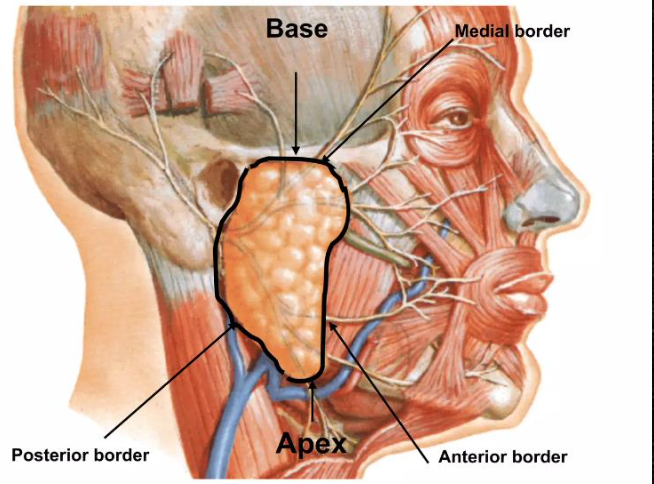<p>Borders of the parotid gland</p>