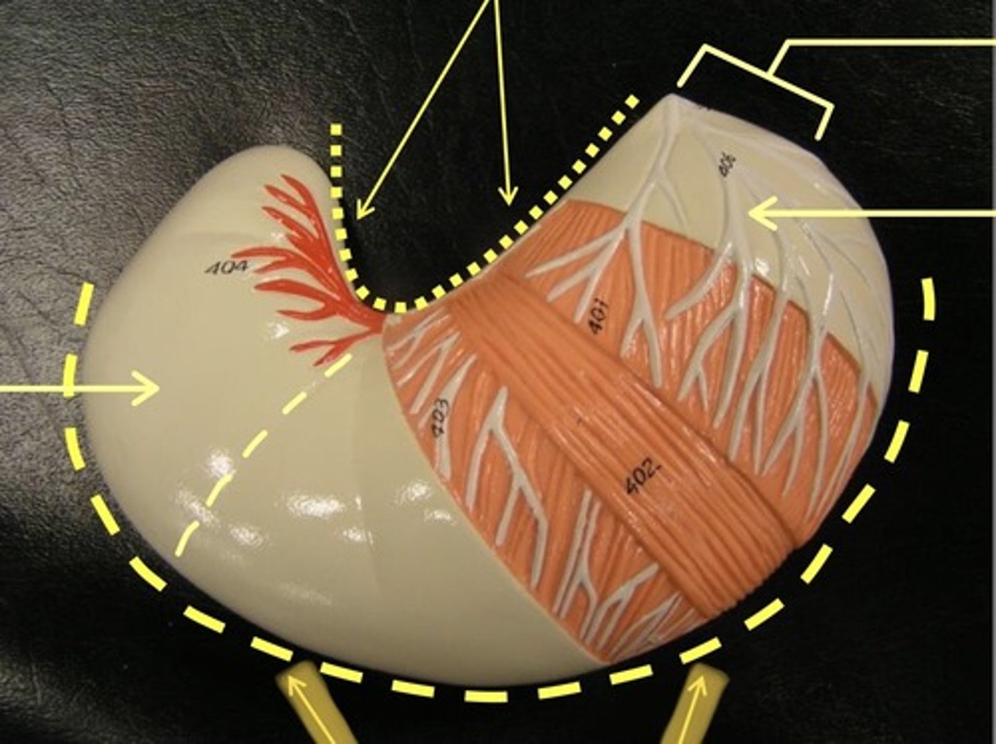 knowt flashcard image