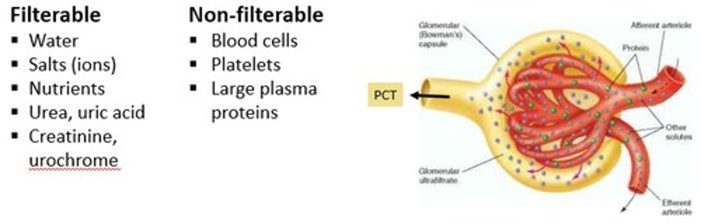 <p>The process where blood is filtered in the glomerulus and forms filtrate in Bowman's capsule.</p>