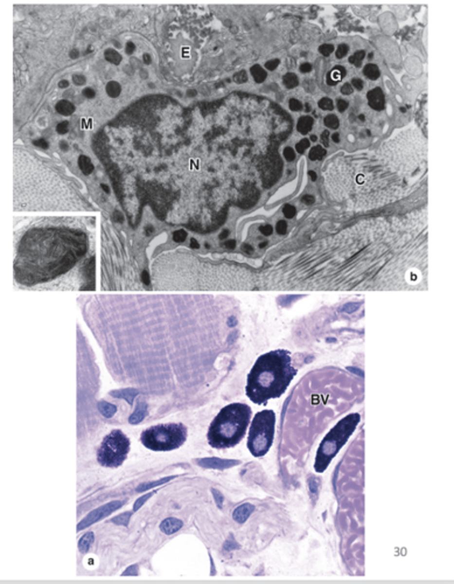<p>Describe the nucleus of mast cells.</p>