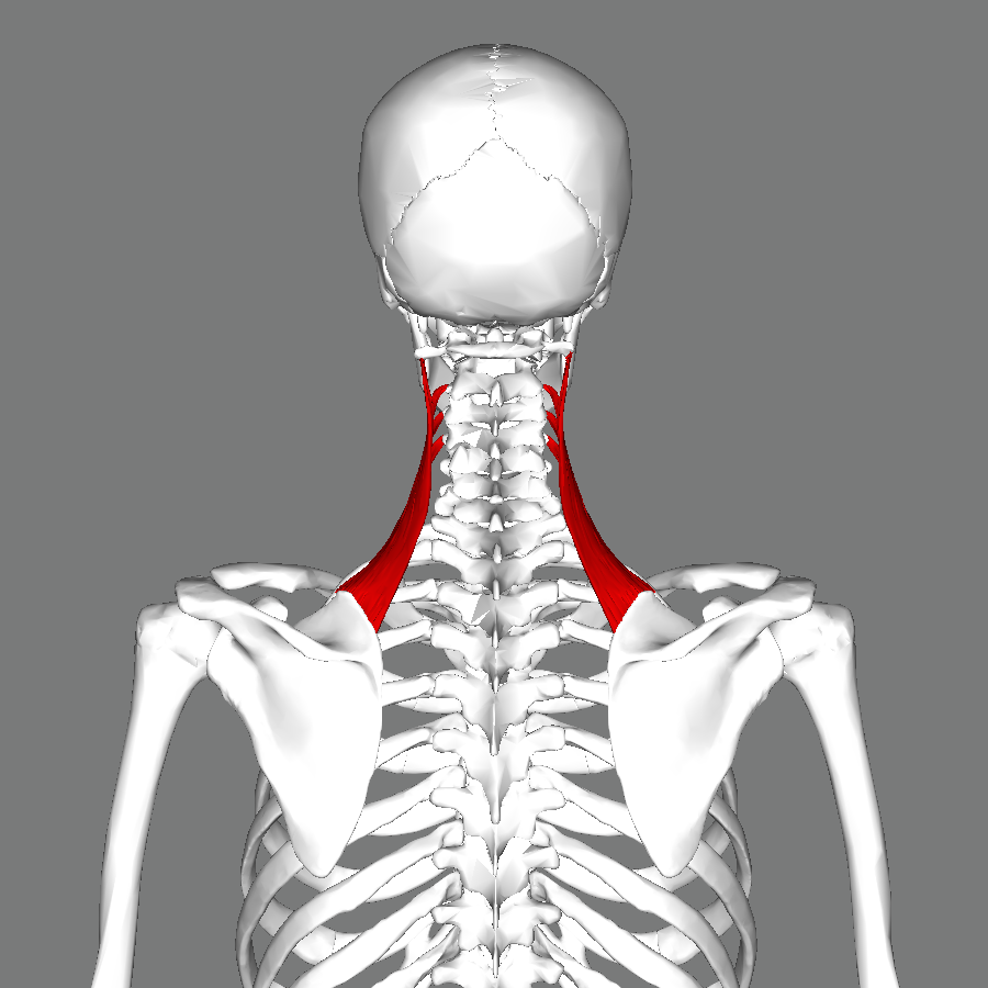 <p><span>Elevates, retracts, depresses scapula.</span></p>