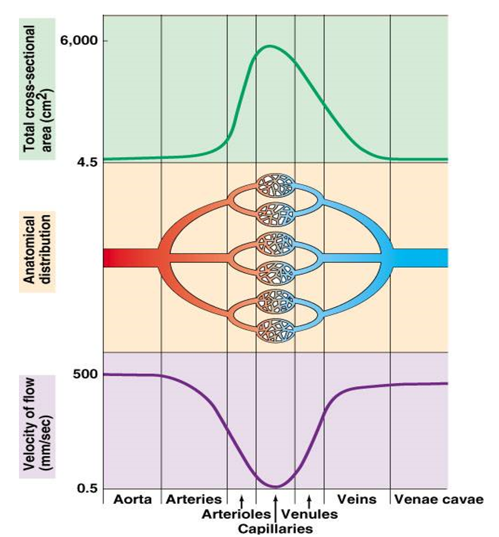 <p><strong>velocity</strong>: how fast blood flows past a point</p><ul><li><p>narrower vessel - faster velocity</p></li><li><p>from arteries to capillaries, cross sectional area increases and velocity decreases</p><ul><li><p>want slower blood so exchange can happen</p></li></ul></li></ul>