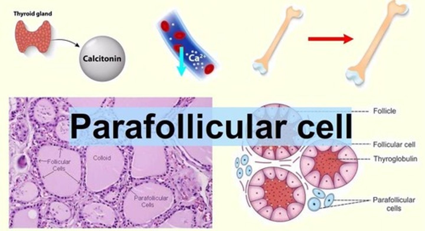 <p>Inhibits bone resorption by osteoclasts, stimulates bone formation by osteoblasts, decreases calcium absorption, and increases calcium loss at the kidneys.</p>
