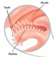 <p>unique to molluscs, found in most (except bivalves)</p><p>rasping, tongue-like organ w/up to 250,000 teeth</p>