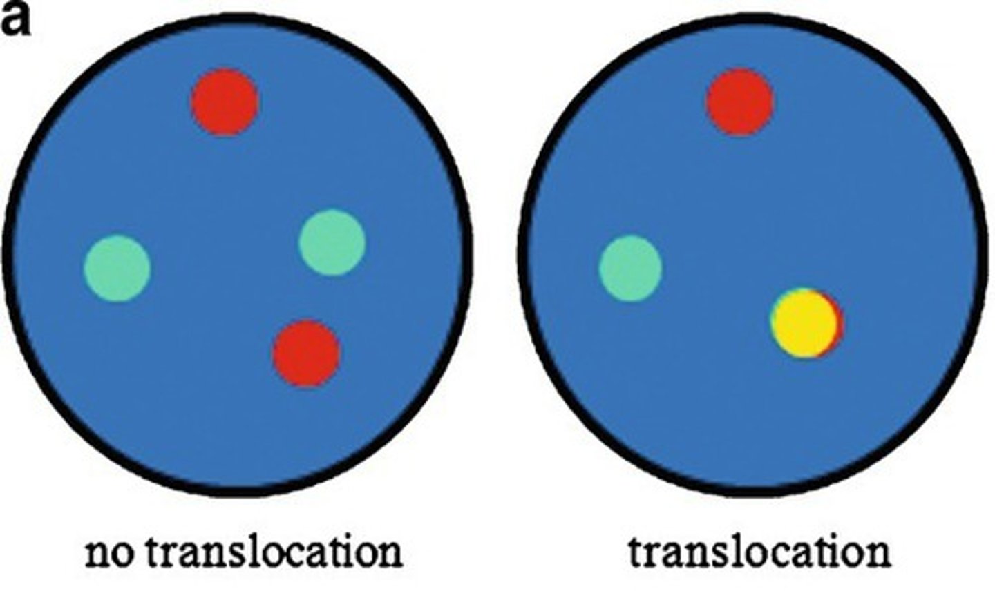 <p>Dual color, single fusion (2 different colors for the normal genes become a single third color when fused).<br><br>Single fusion probes are useful when the translocation is represented in a large number of cells, but is subject to false positives when there are a lower percentage of cells with the defined translocation.</p>