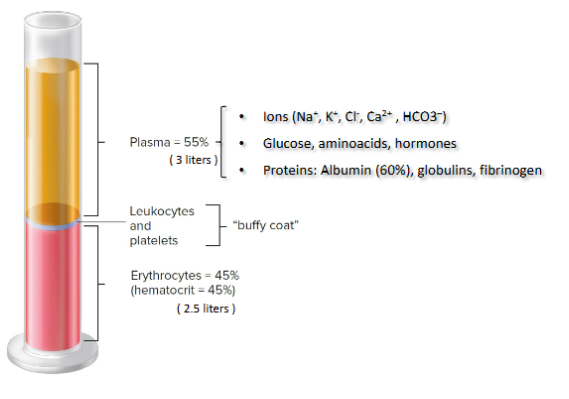 <p>Total blood volume in an adult, <strong>70kg </strong>human is <strong>~8%</strong> of body weight (<strong>~5.5liters</strong>)</p>